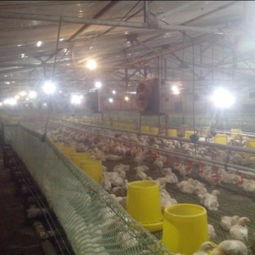 寧津振華溫控設備廠 供應耐用的養殖水暖鍋爐，助力家畜飼養高效發展