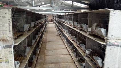 養兔致富夢碎？深度剖析養兔賠錢的關鍵原因