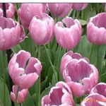 沭陽縣新河鎮綠友花卉園藝場 一站式農作物種子經營服務，百合、女貞、獼猴桃種子精選供應